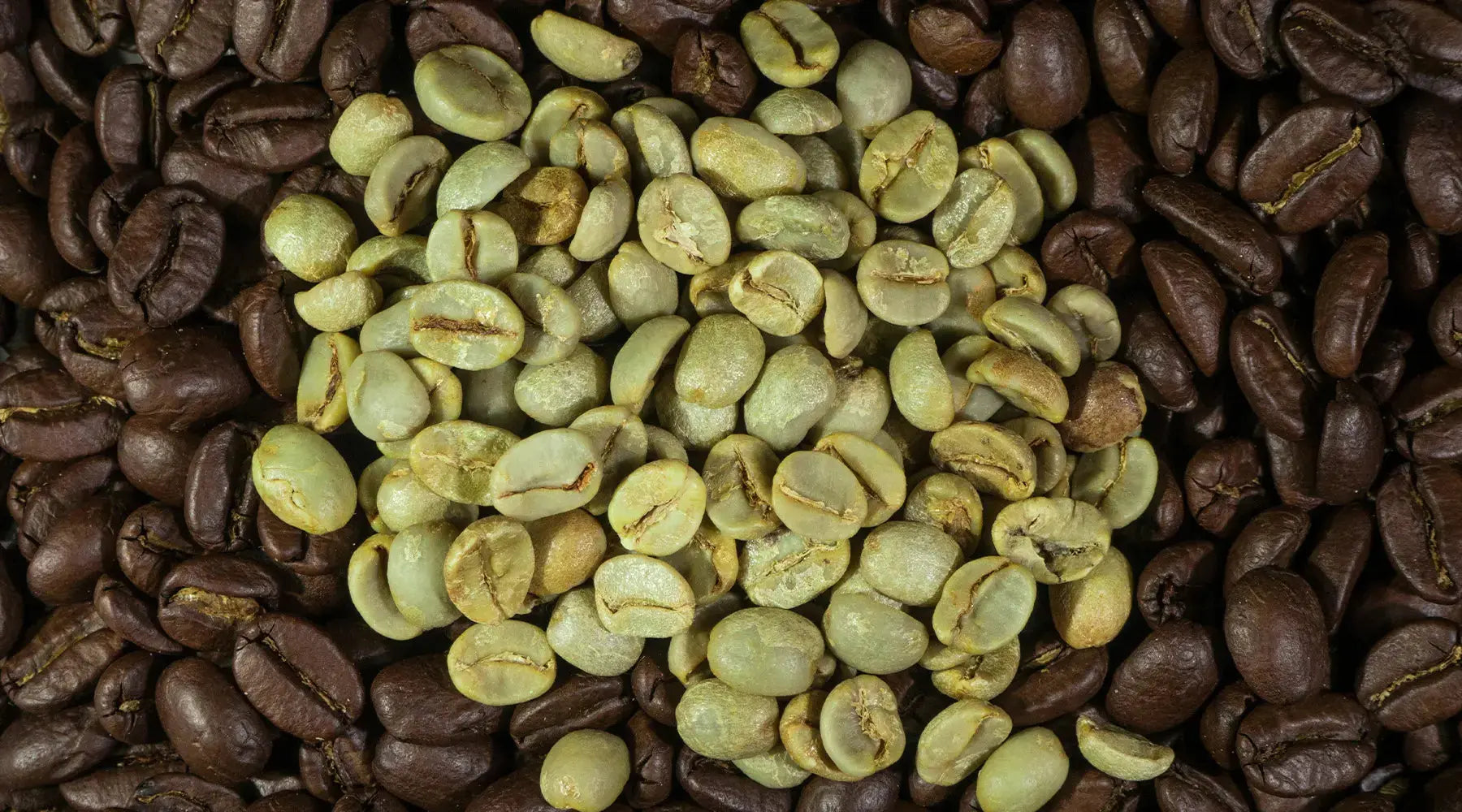 Café Verde no Globo Repórter: Queima calorias e emagrece! NatusVita Suplementos