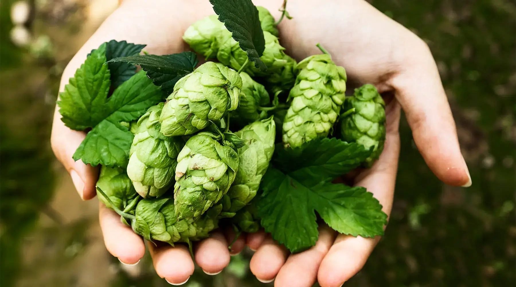 Levedo de Cerveja – Por que tomar? NatusVita Suplementos