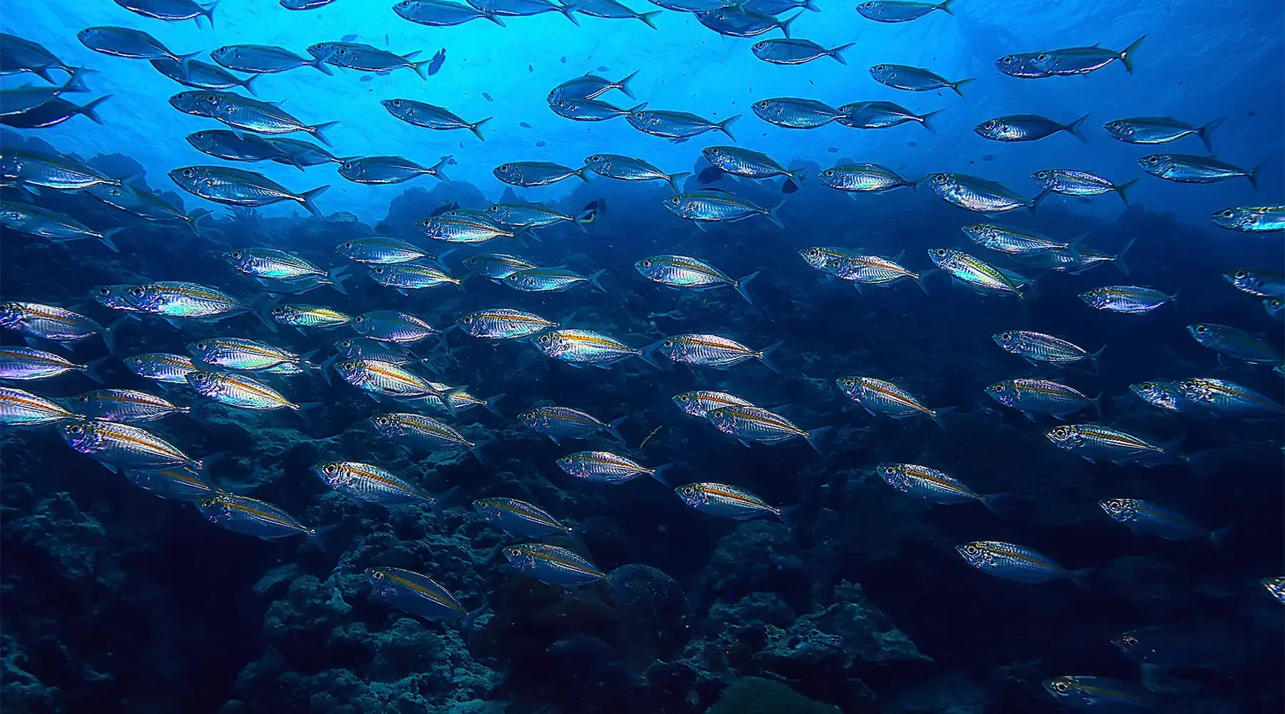 Qual a importância de consumir Ômega 3 extraído de peixes de águas frias? NatusVita Suplementos
