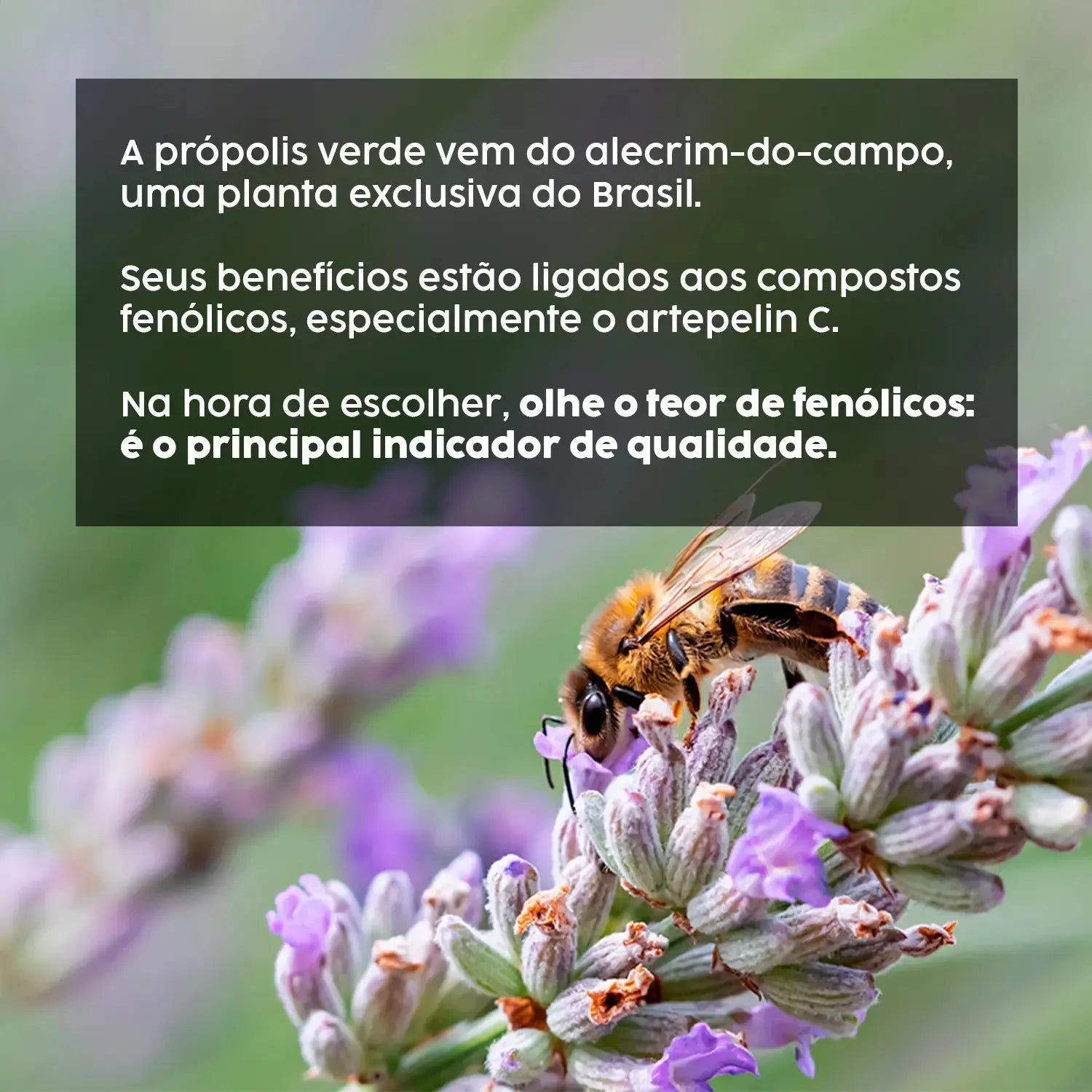 Própolis Verde com TCM (15mg de Compostos Fenólicos - artepelin C) em Cápsulas NatusVita