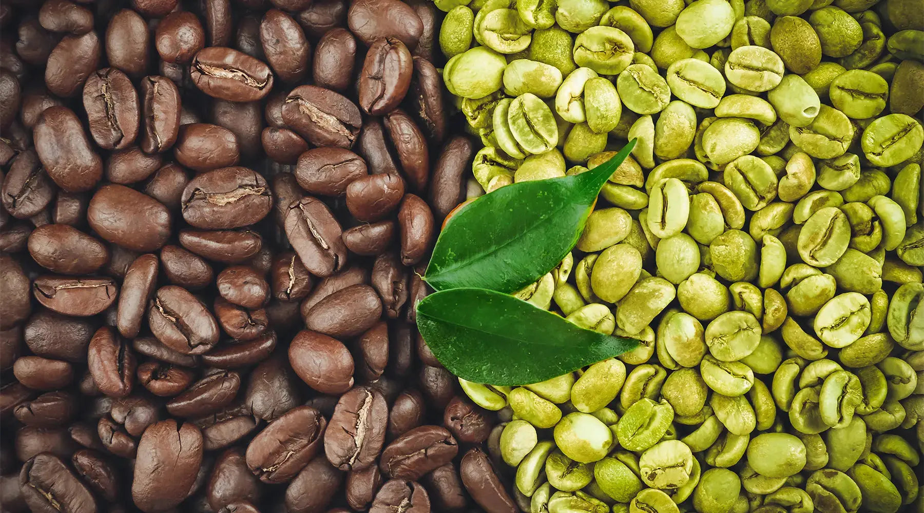Café Verde para Emagrecer NatusVita Suplementos