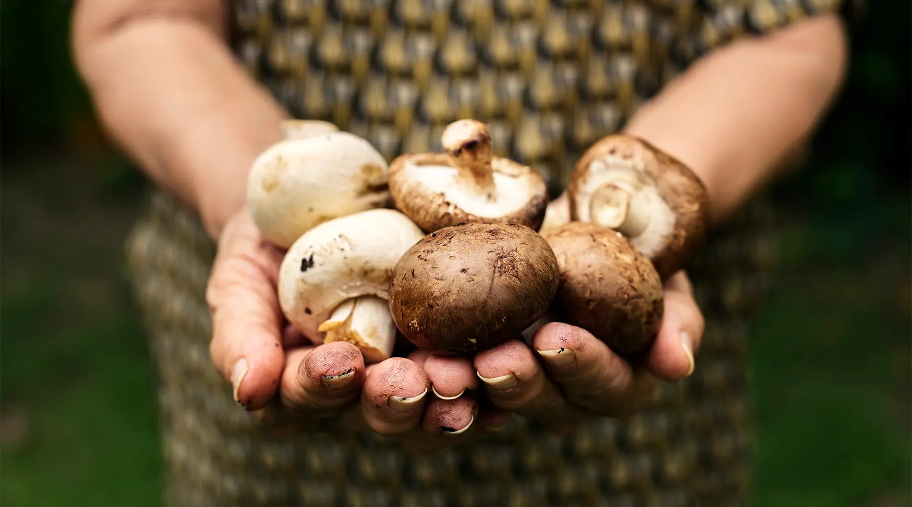 Cogumelo Agaricus – Venha descobrir seus segredos