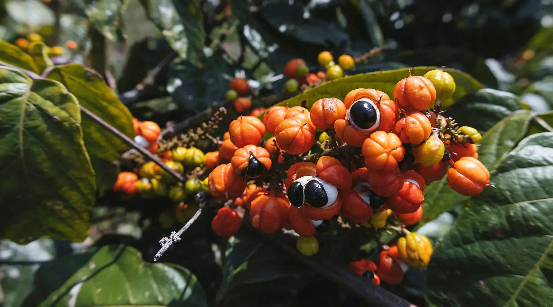 Guaraná – O que é? Benefícios NatusVita Suplementos