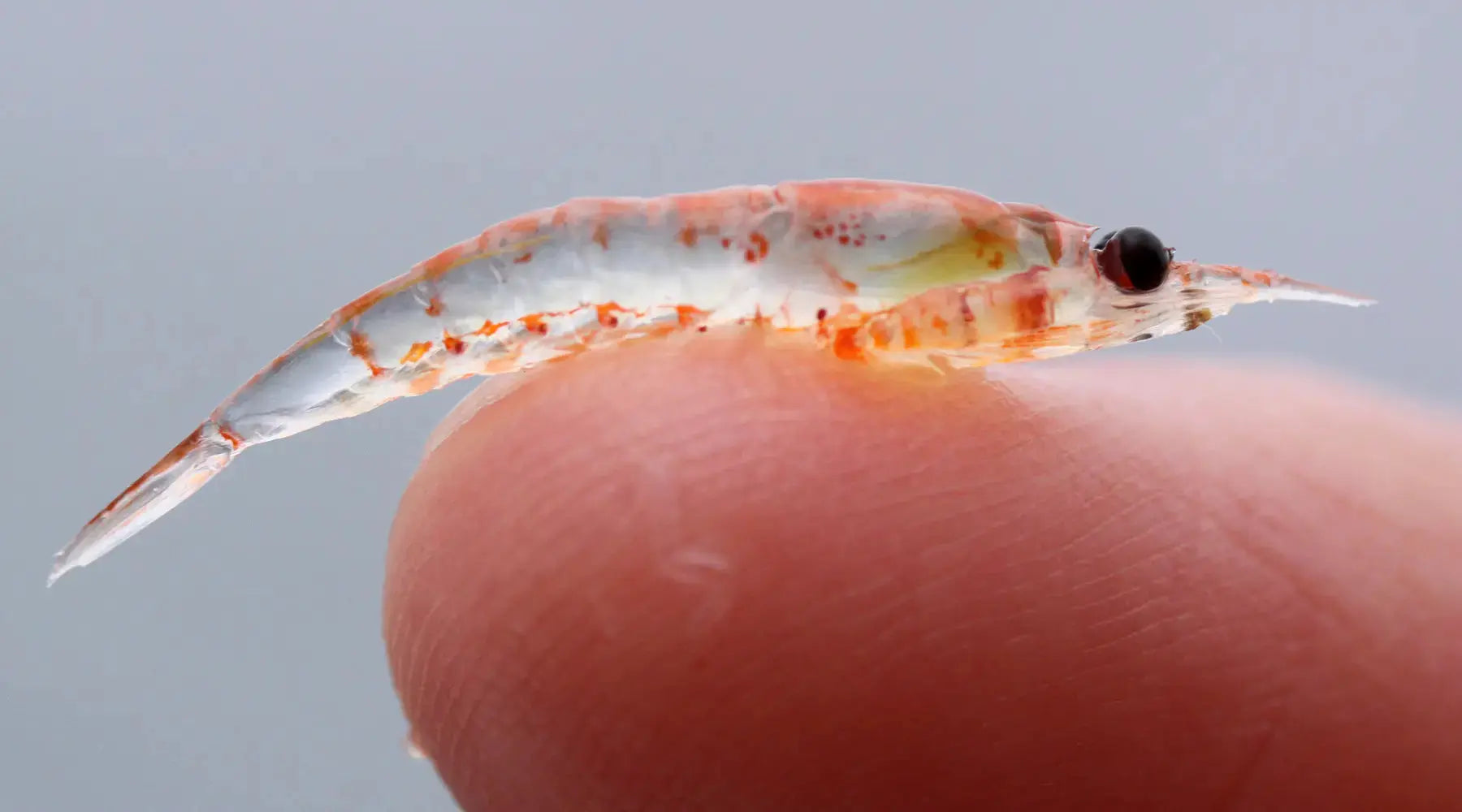 Descubra os Benefícios do Óleo de Krill NatusVita Suplementos