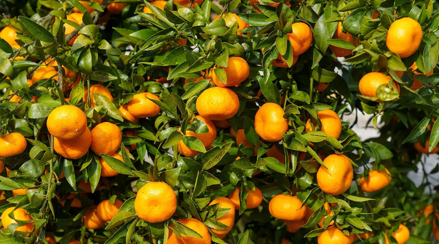 Citrus Aurantium: O que é? Como Funciona? NatusVita Suplementos