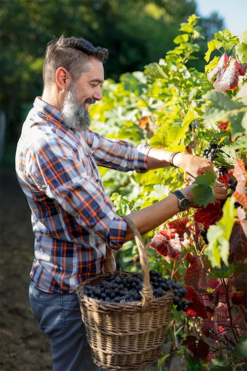 Resveratrol com Astaxantina em cápsulas